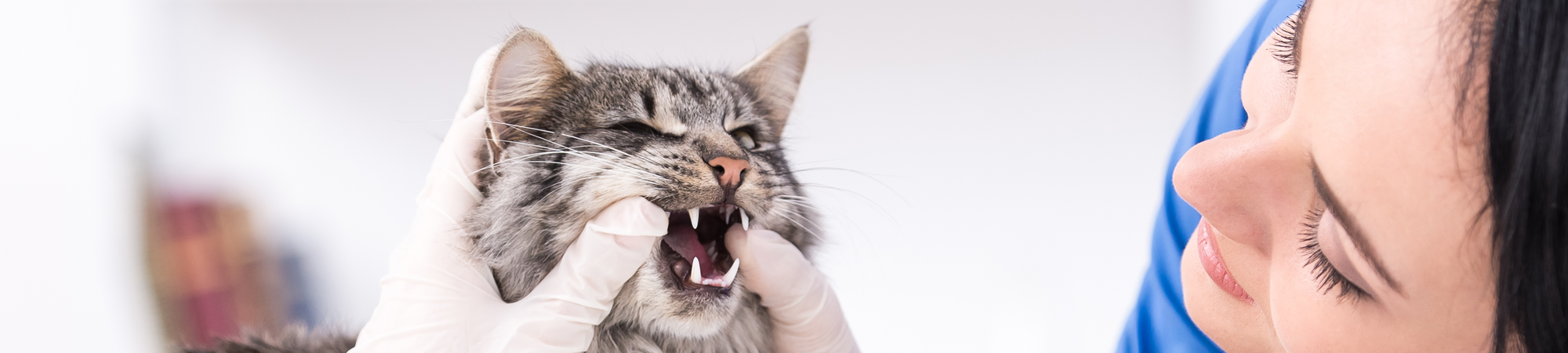 Cat Getting Teeth Examined